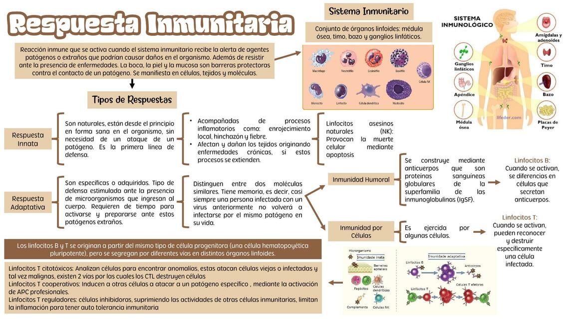 Respuesta inmunitaria | uDocz