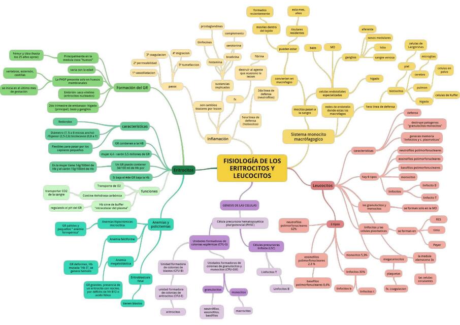 Fisiología de los eritrocitos y leucocitos