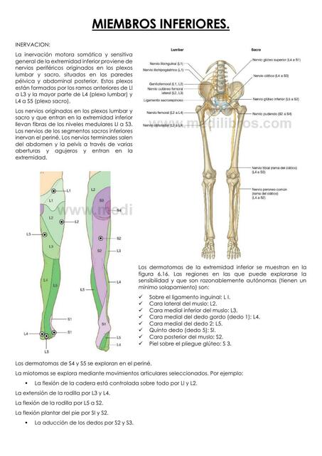 MIEMBROS INFERIORES