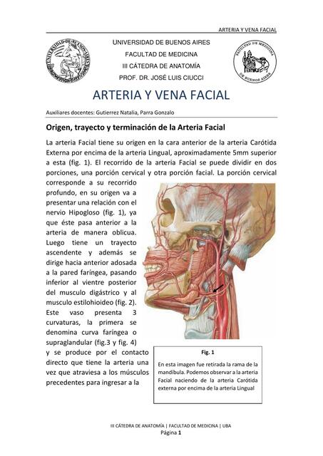 Arteria y Vena Facial 