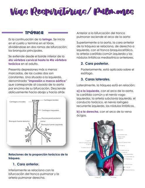 Vías Respiratorias/ Pulmones