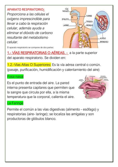 Aparato Respiratorio 