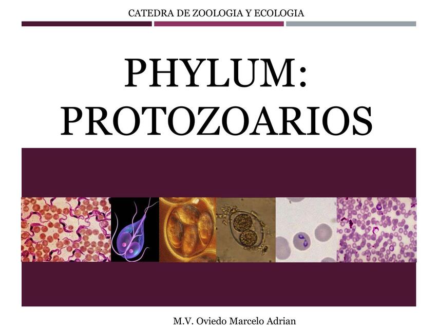 Protozoarios 