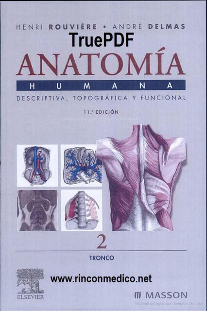 Anatomía 