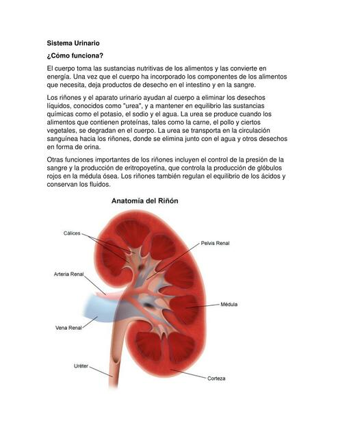 Sistema Urinario