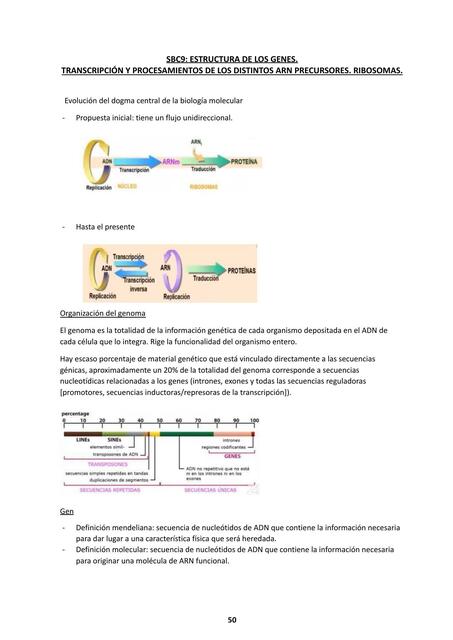 SBC9: Estructura de los genes, transcripción y procesamientos de los distintos A