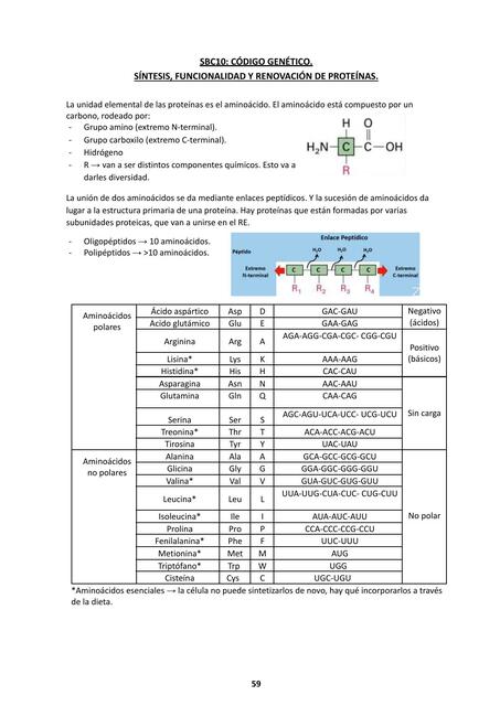 SBC10: Código genético, síntesis, funcionalidad y renovación de proteínas
