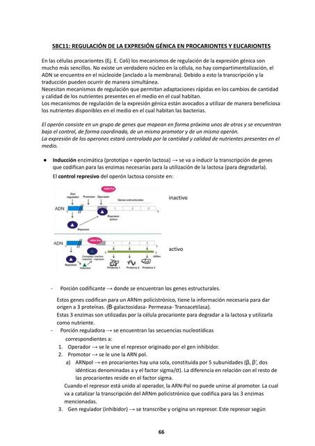 SBC 11: Regulación de la expresión génica en procariontes y eucariontes