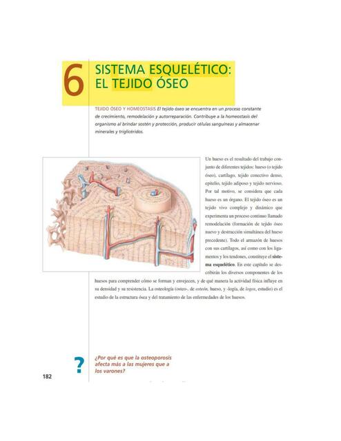 Sistema esquelético: el tejido oseo | KATYA BAYONA | uDocz