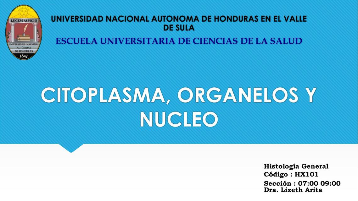 Citoplasma, organelos y núcleo