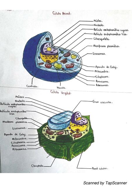 Célula animal y vegetal