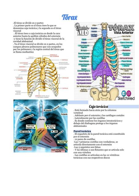 Tórax 