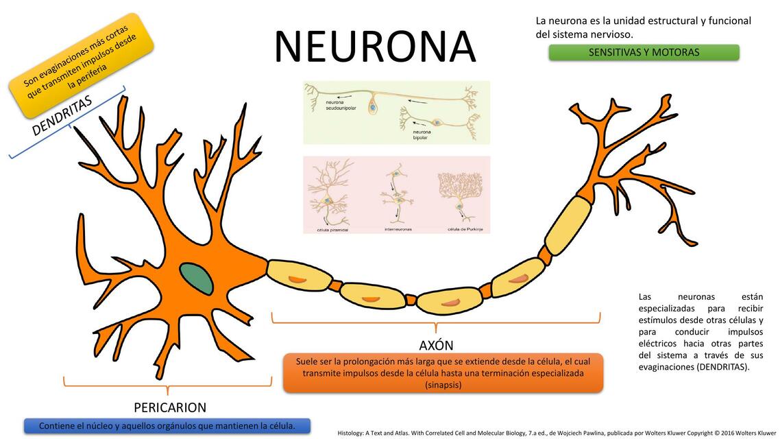 La neurona