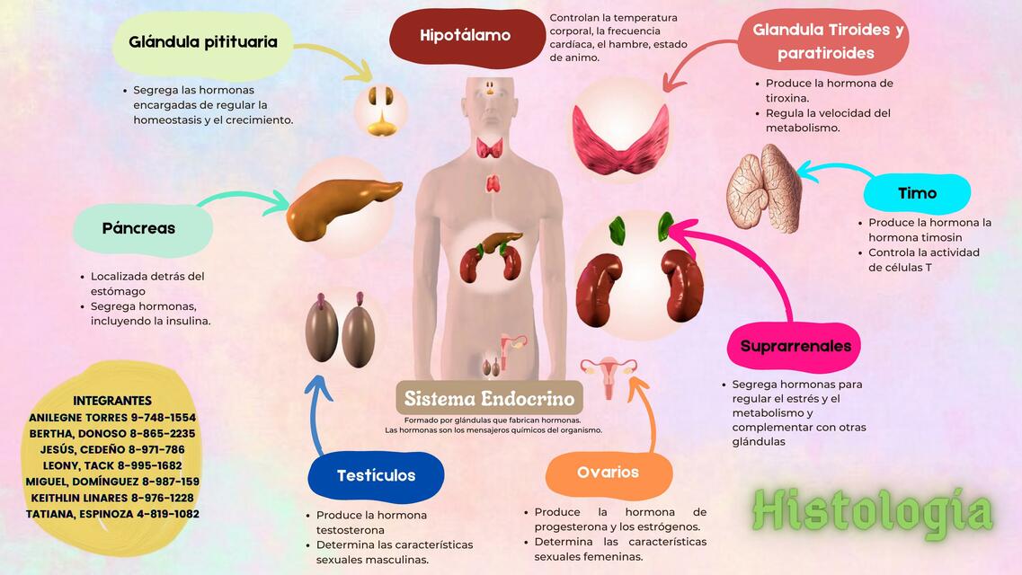 Sistema Endocrino 