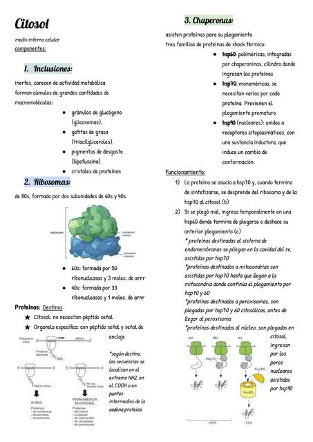 Citosol