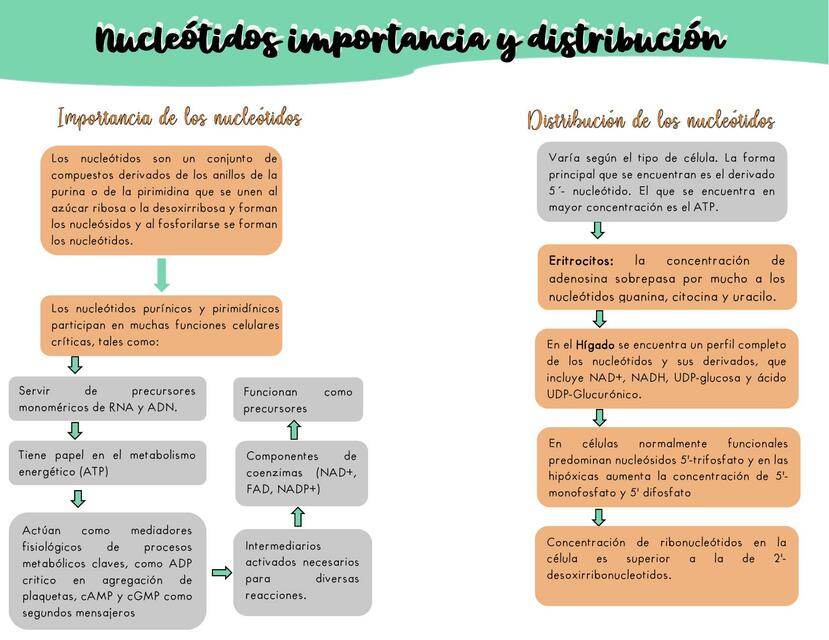 Metabolismo de Nucleótidos 