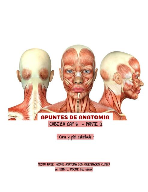 Apuntes de Anatomía- Cara y Piel Cabelluda 