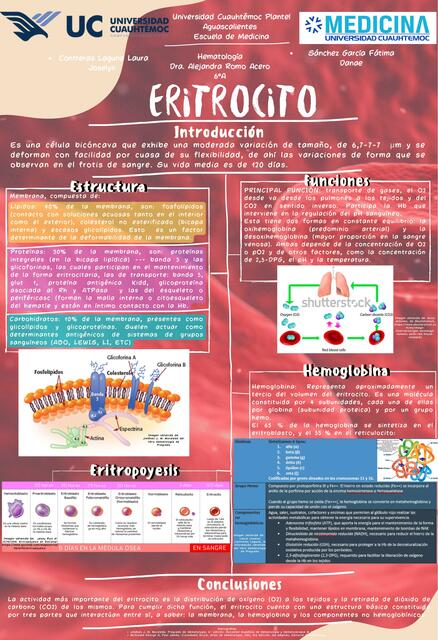 Eritrocito: infografía