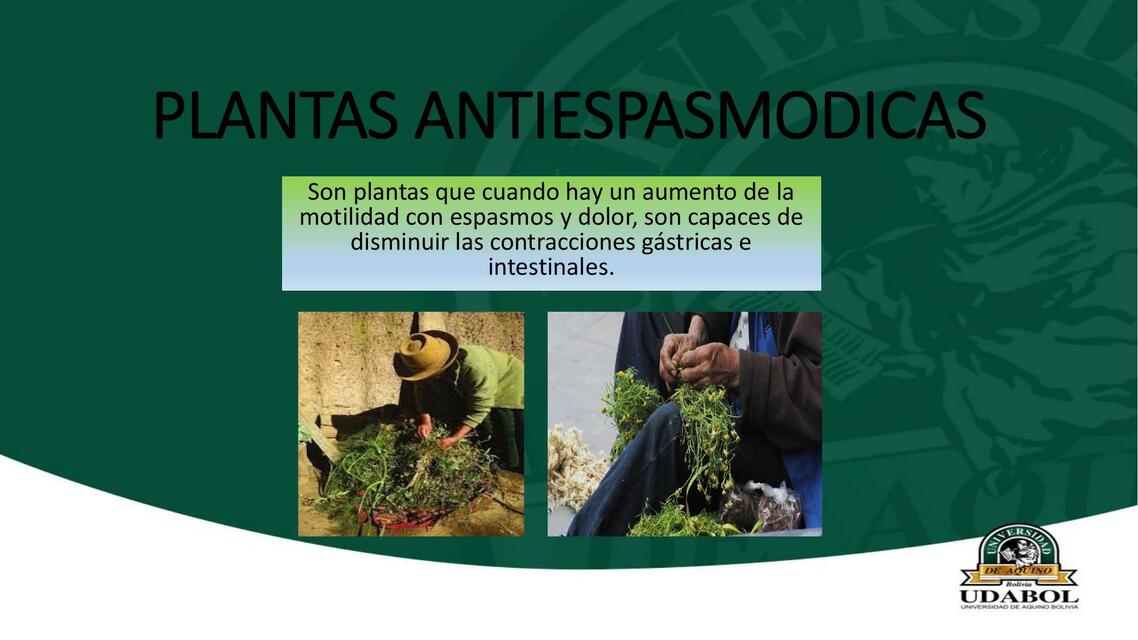 Plantas Antiespasmódicas