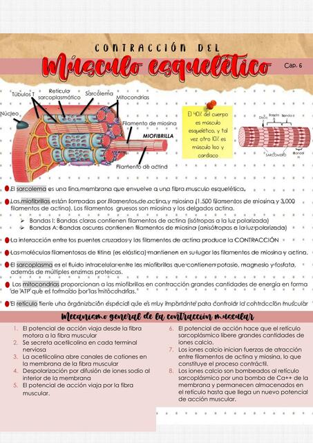 Contracción del Músculo Esquelético