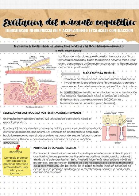 Excitación del músculo esquelético