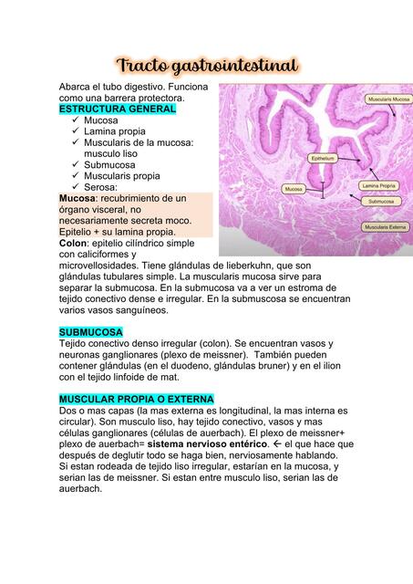 Tracto Gastrointestinal