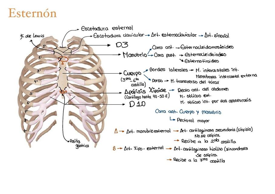 Esternón