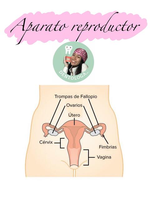 Aparato reproductor