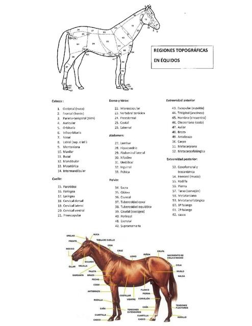 Regiones topográficas en équidos