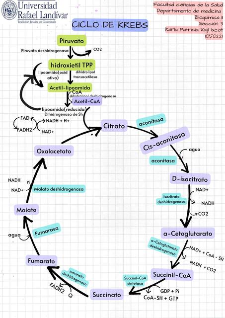 Ciclo de krebs