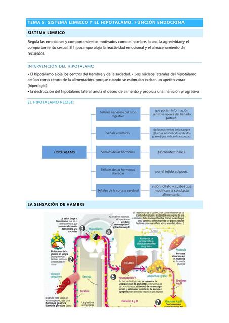 Sistema límbico e hipotálamo. Función endocrina