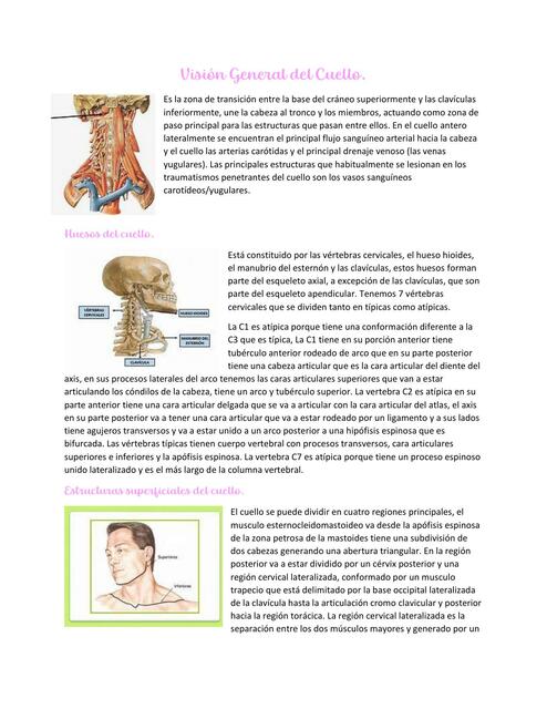 Visión General del Cuello