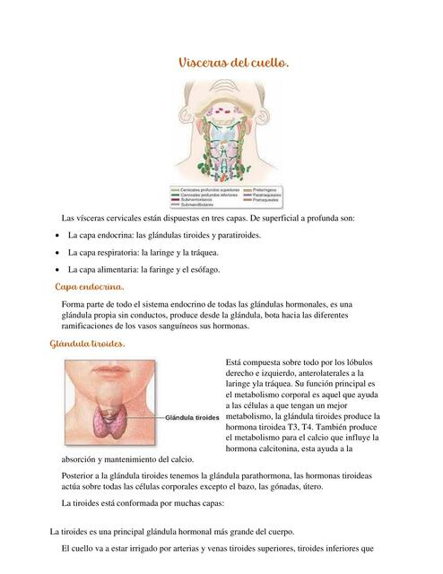 Vísceras del Cuello.