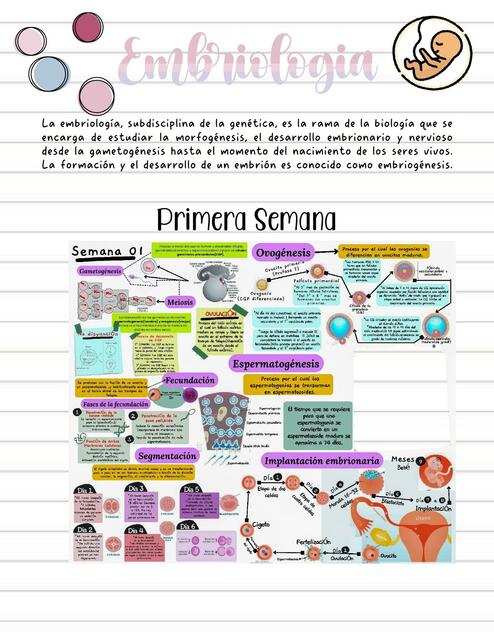 Embriología (9 Meses de Embarazo)