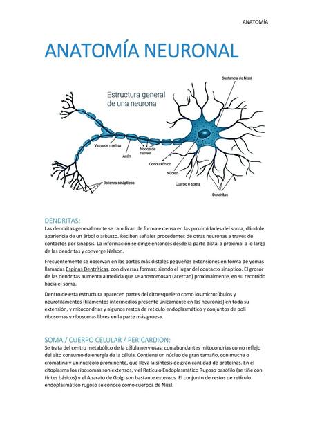 Anatomía Neuronal | Isabela Fernandez | uDocz