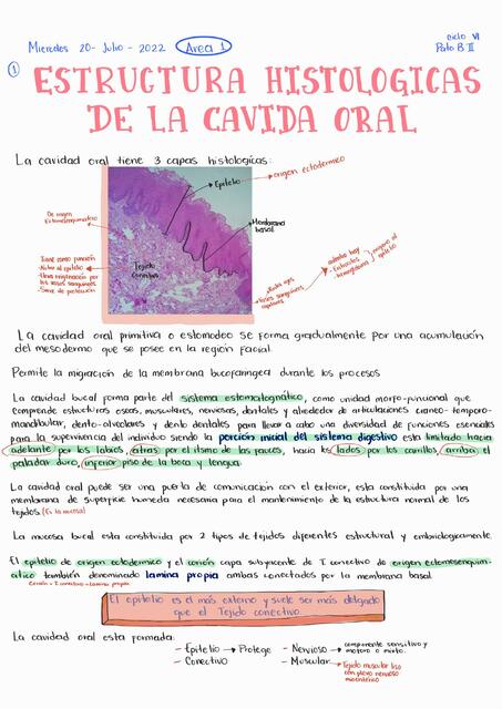 Estructura histológica de la calivad oral