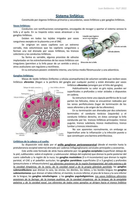 Anatomía de Sistema Linfático