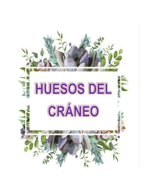 Huesos del Cráneo 