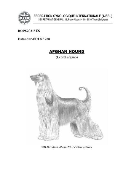 Afghan Hound (Lebrel Afgano)