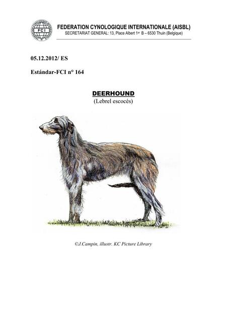 Deerhound (Lebrel Escocés)