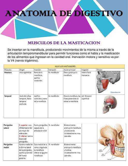 Anatomía de Digestivo 