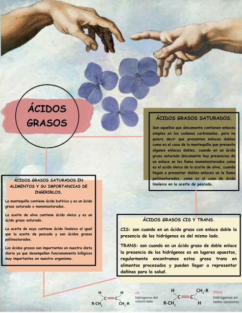 Ácidos Grasos