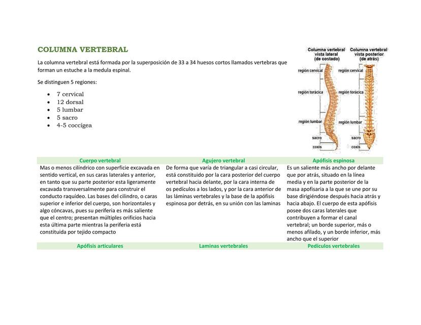 Columna Vertebral y Vertebras