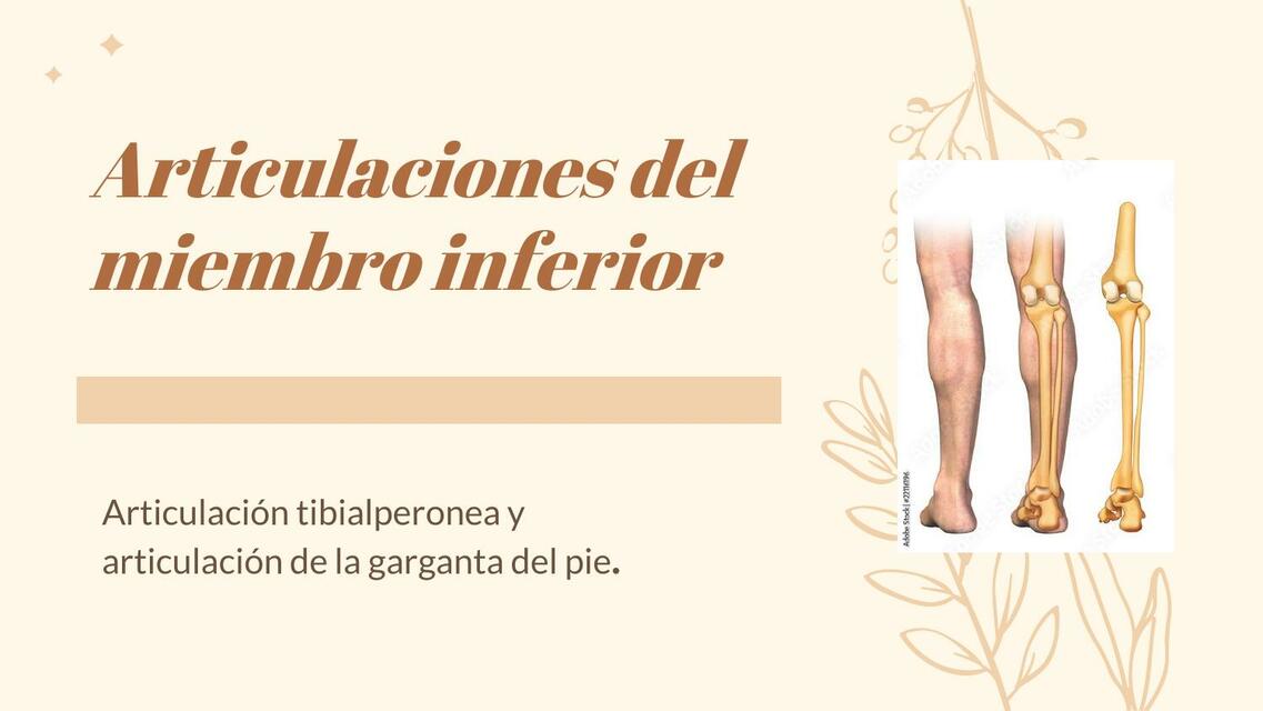 Articulación Tibioperonea y de la Garganta del Pie