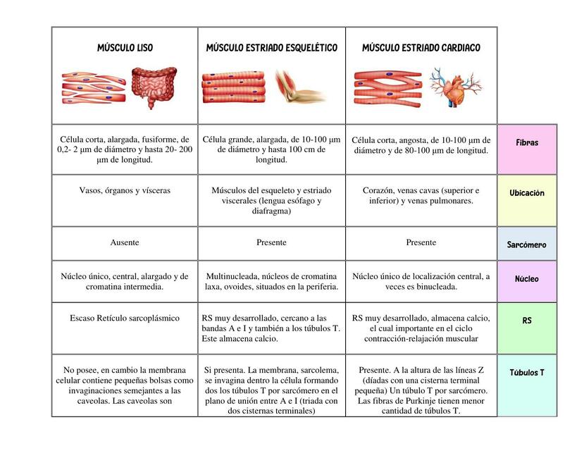 Cuadro de Músculos 