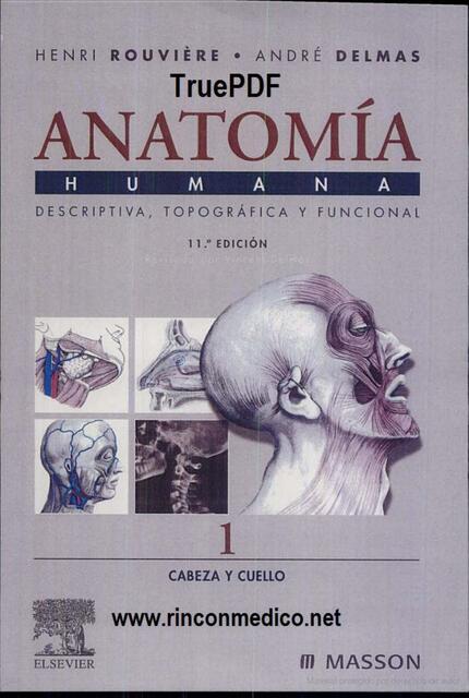 Anatomía 