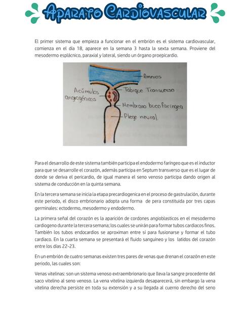 Aparato Cardiovascular Resumen | Lian Reyes | uDocz