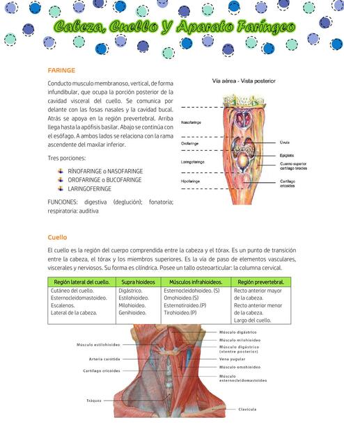 Arcos Faríngeos | Lian Reyes | uDocz