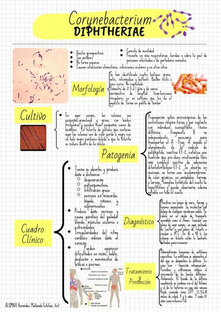 Corynebacterium Diphtheriae