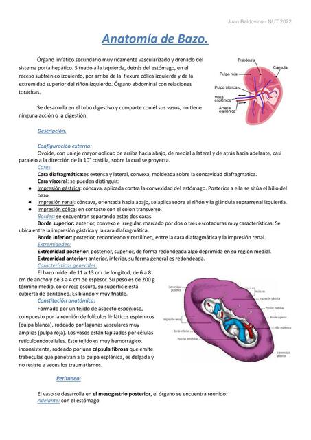 Anatomía de mama, bazo y timo